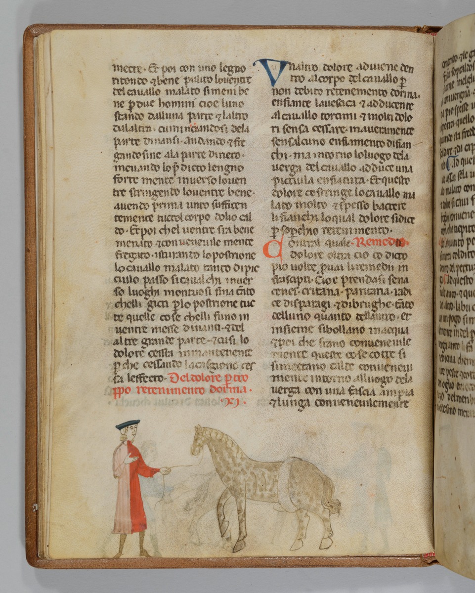 Giordano Rosso, Libro delle Mariscalcie dei cavalli. Pferd mit einer Leibbinde