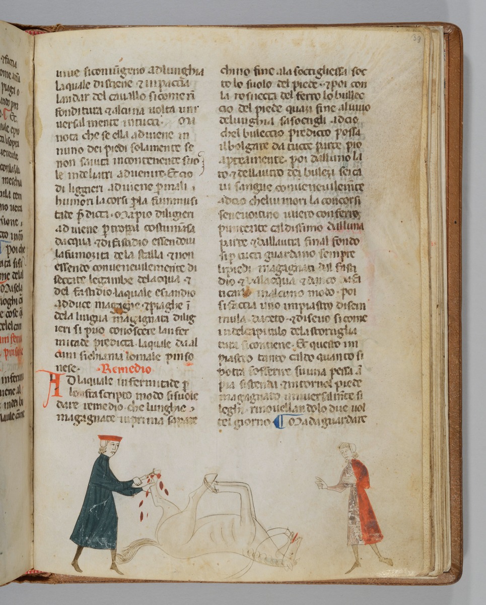 Giordano Rosso, Libro delle Mariscalcie dei cavalli. Gefesseltes Pferd, das am Hinterlauf operiert wird