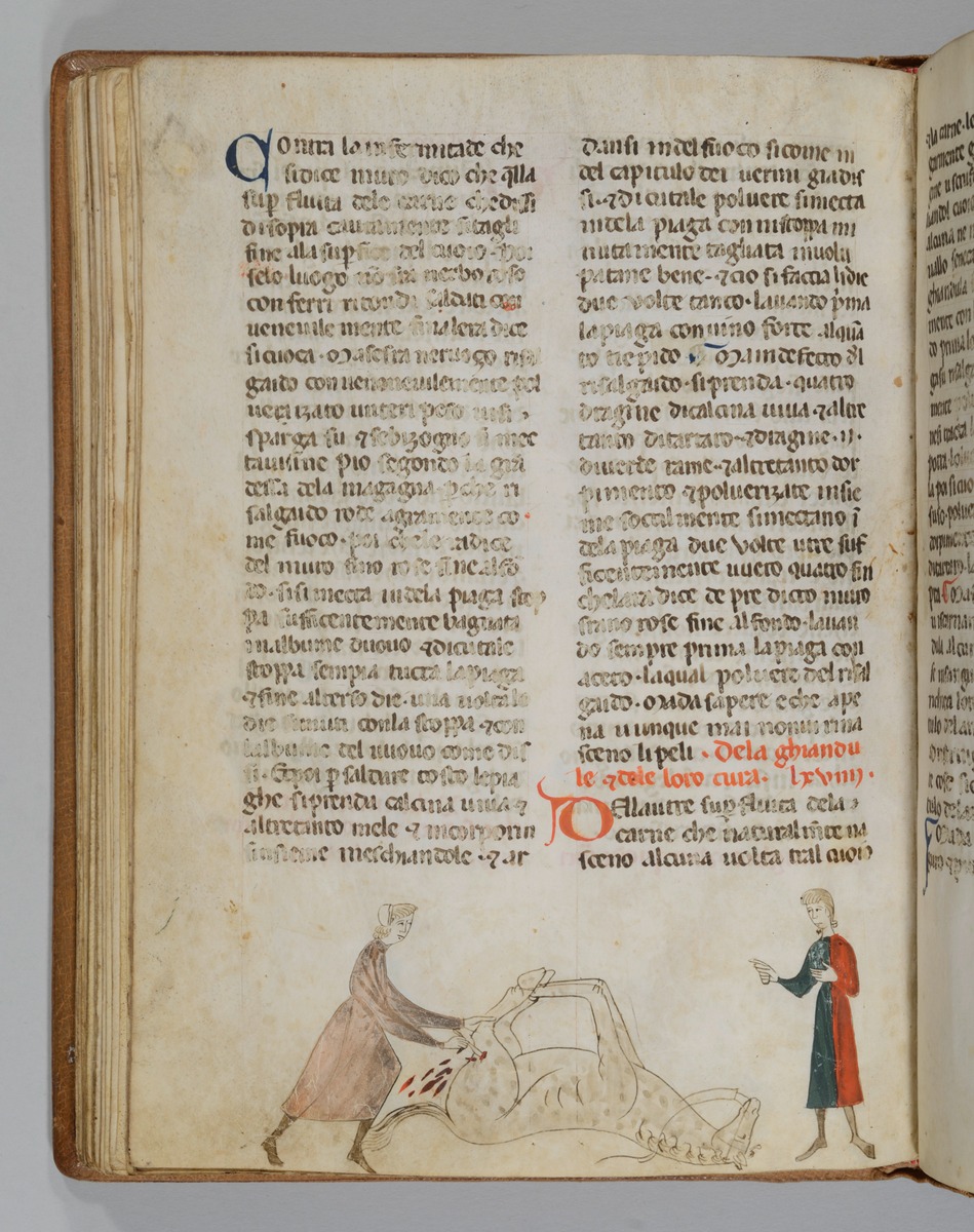 Giordano Rosso, Libro delle Mariscalcie dei cavalli. Liegendes, gefesseltes Pferd wird am linken Schenkel operiert