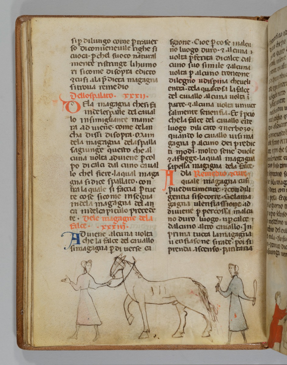 Giordano Rosso, Libro delle Mariscalcie dei cavalli. Pferd, das am Hinterschenkel zur Ader gelassen ist