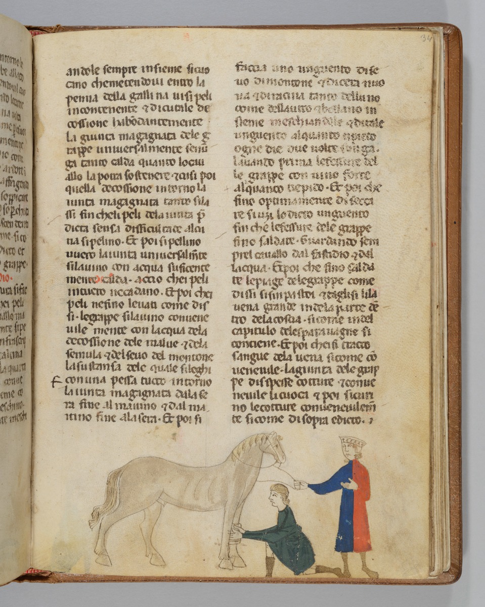 Giordano Rosso, Libro delle Mariscalcie dei cavalli. Pferd, das am linken Vorderbein einen Verband erhält