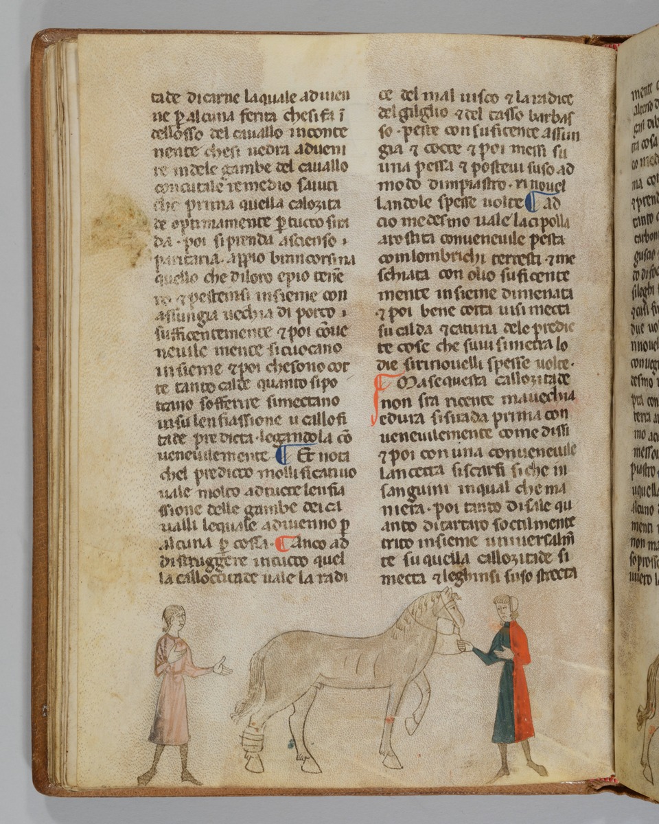 Giordano Rosso, Libro delle Mariscalcie dei cavalli. Das Pferd stehend mit verbundenem Hinterbein
