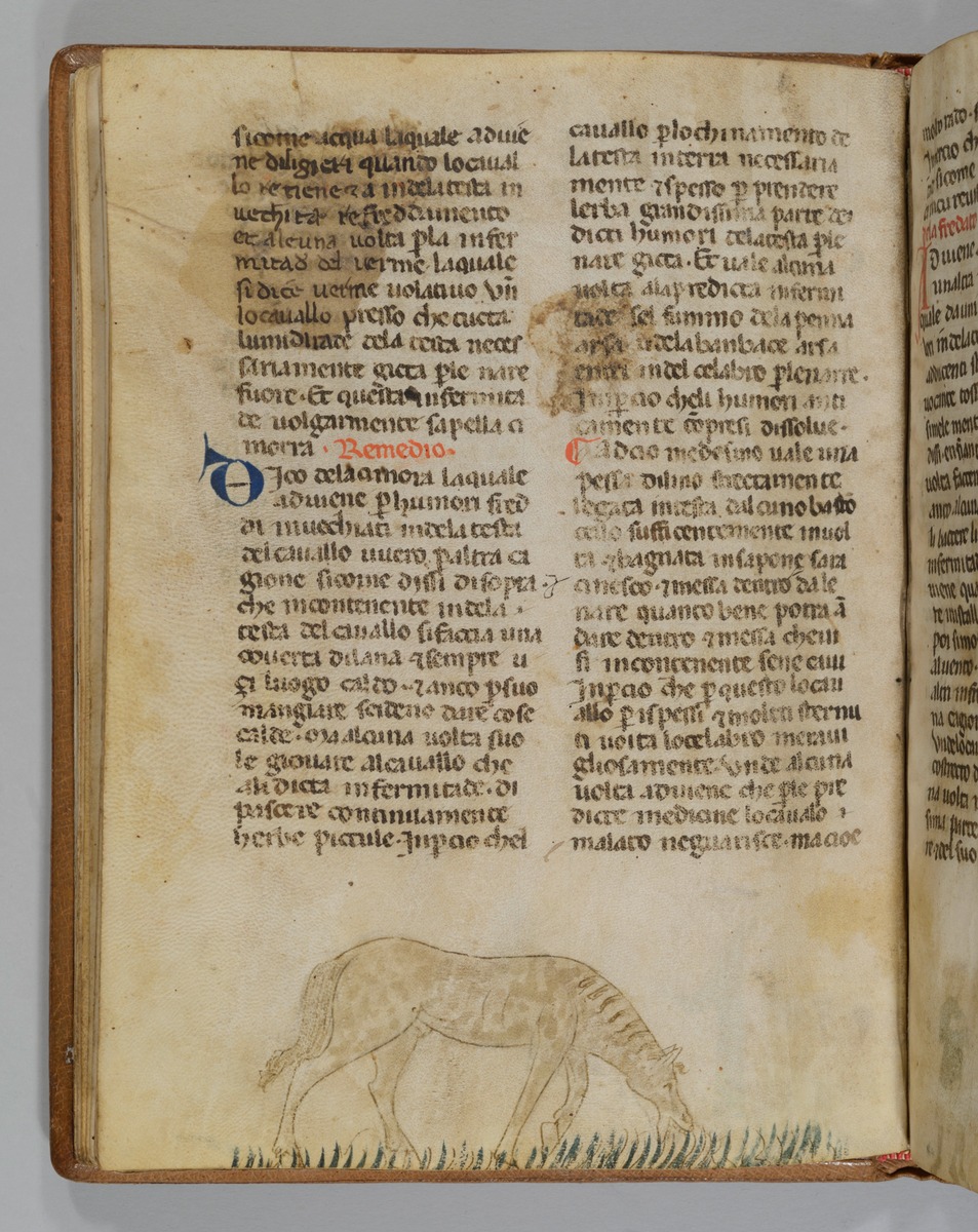 Giordano Rosso, Libro delle Mariscalcie dei cavalli. Pferd auf der Weide