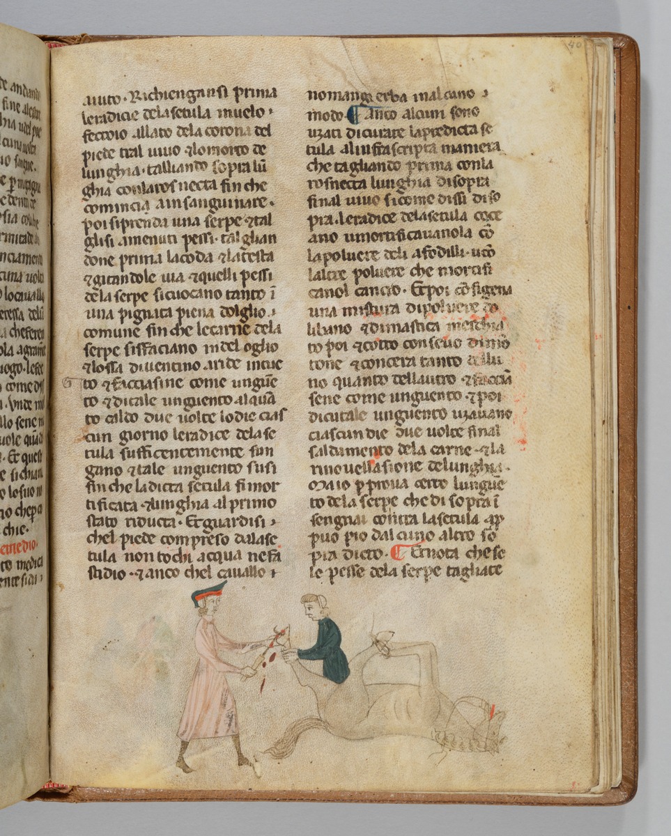 Giordano Rosso, Libro delle Mariscalcie dei cavalli. Gefesseltes Pferd, das am Hinterhuf operiert wird