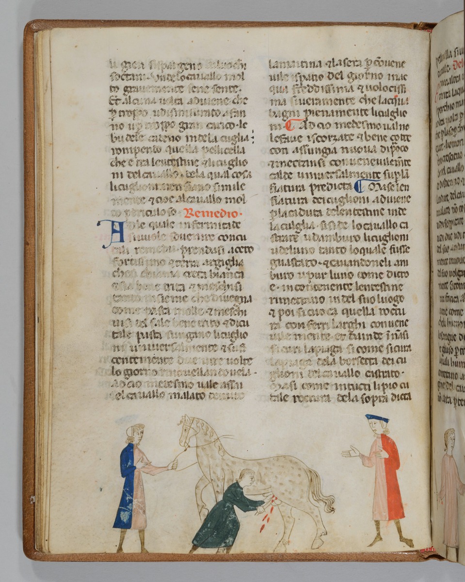Giordano Rosso, Libro delle Mariscalcie dei cavalli. Kastration eines Hengstes