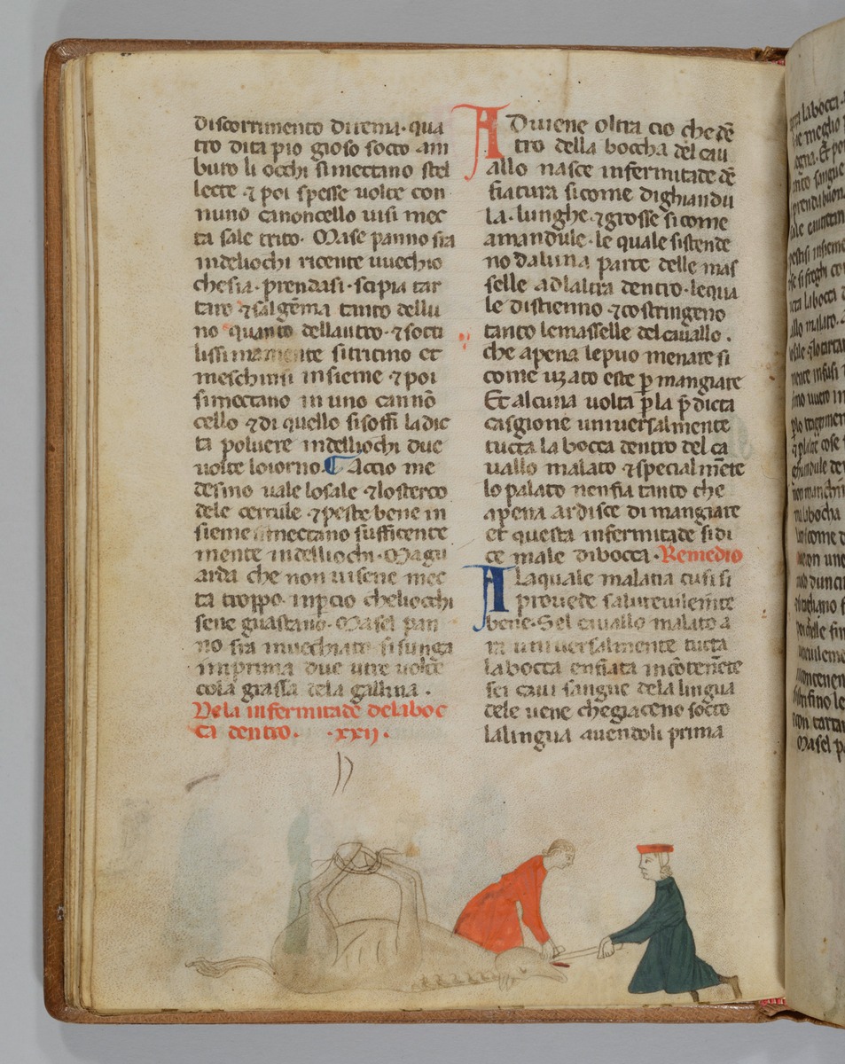 Giordano Rosso, Libro delle Mariscalcie dei cavalli. Am Boden liegendes und an den Füßen gefeseltes Pferd, das von zwei Männern in Rot und Grün im Rachen operiert wird