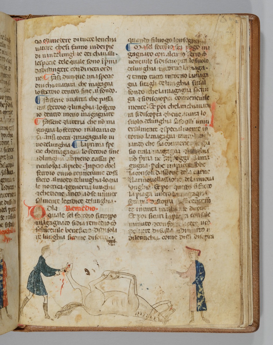 Giordano Rosso, Libro delle Mariscalcie dei cavalli. Gefesseltes Pferd, das am Hinterhuf operiert wird