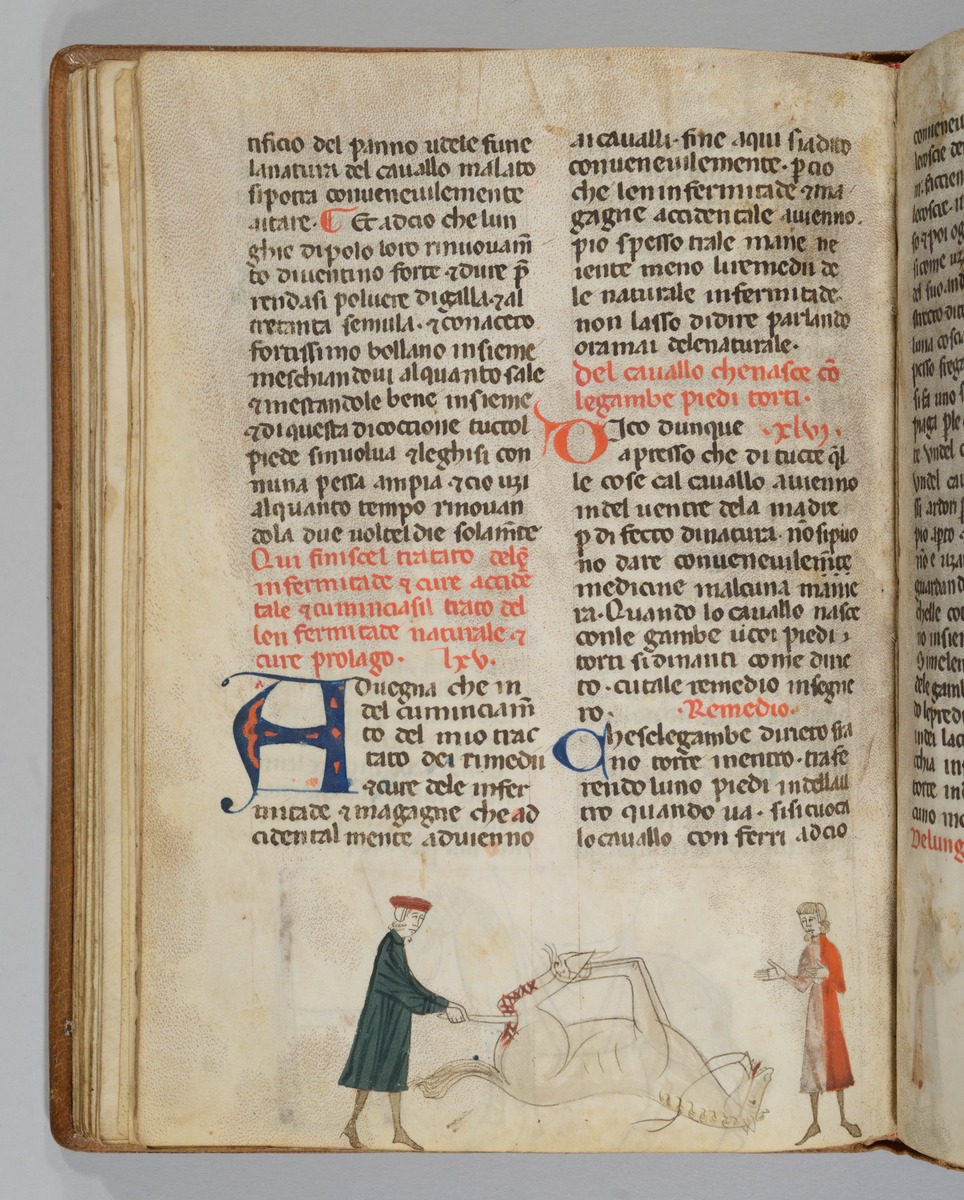 Giordano Rosso, Libro delle Mariscalcie dei cavalli. Liegendes, gefesseltes Pferd wird am linken Schenkel operiert