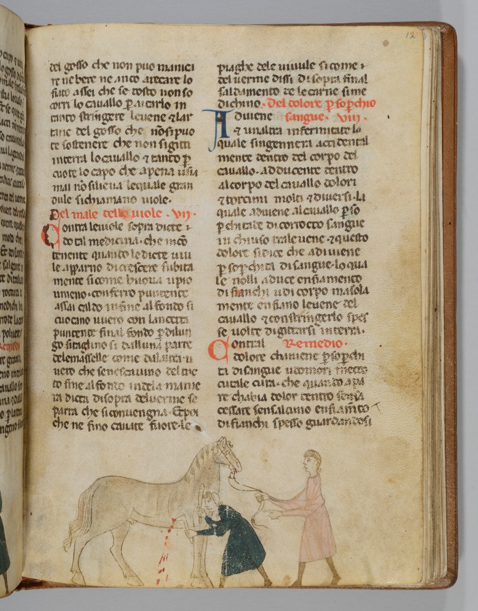 Giordano Rosso, Libro delle Mariscalcie dei cavalli. Aderlass eines Pferdes am leib