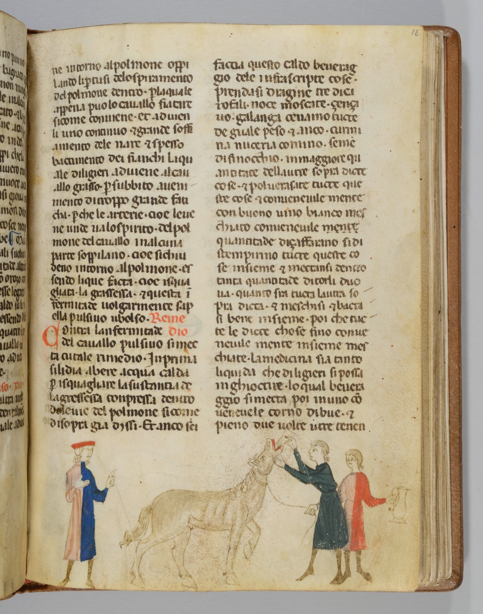 Giordano Rosso, Libro delle Mariscalcie dei cavalli. Ein Pferd erhält Medizin eingeschüttet