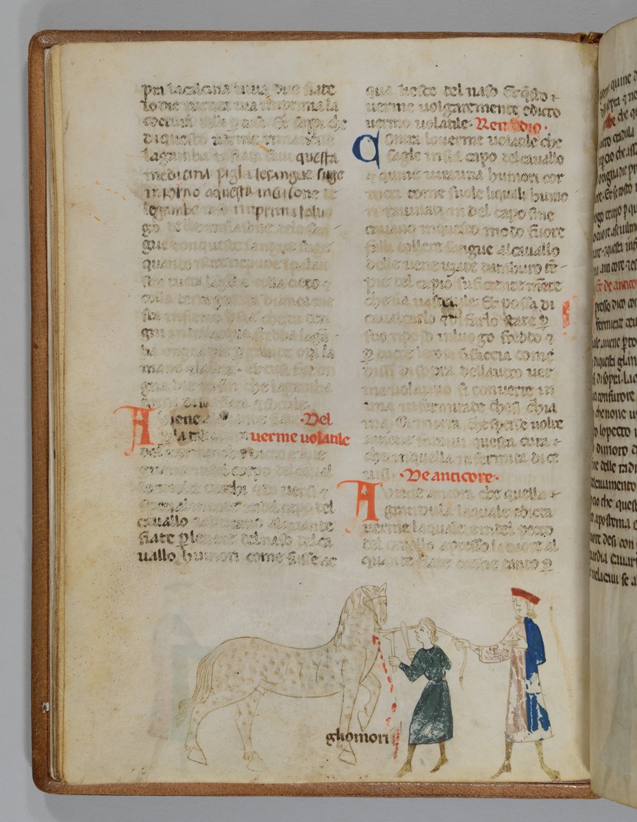 Giordano Rosso, Libro delle Mariscalcie dei cavalli. Aderlass eines Pferdes am Hals "gliomori"