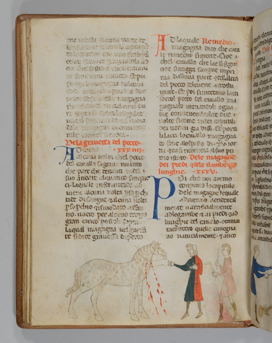 Giordano Rosso, Libro delle Mariscalcie dei cavalli. Pferd, das am Hals beidseitig zur Ader gelassen wird