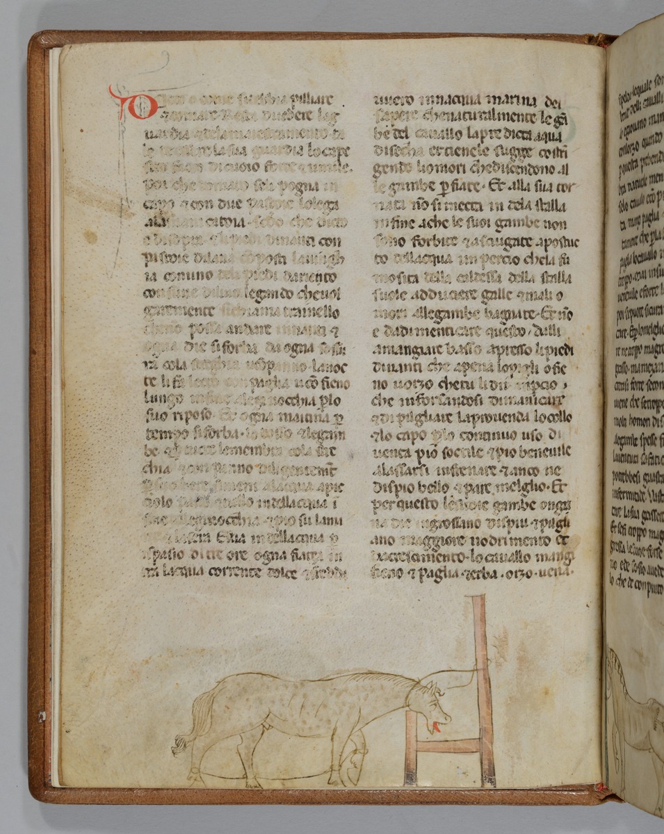 Giordano Rosso, Libro delle Mariscalcie dei cavalli. Gefesseltes Pferd an der Krippe