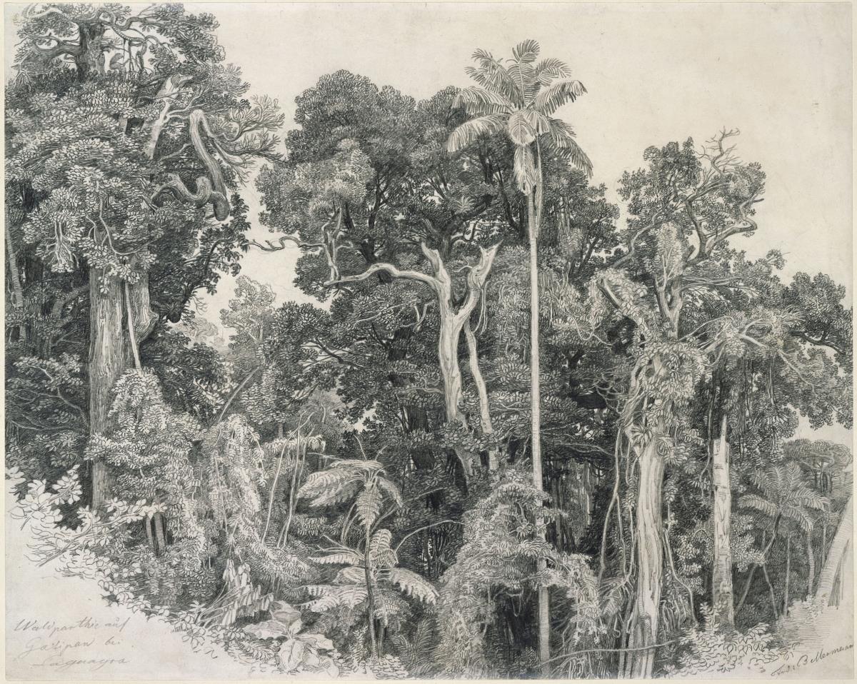 Waldlandschaft auf Galipan bei Laguaira