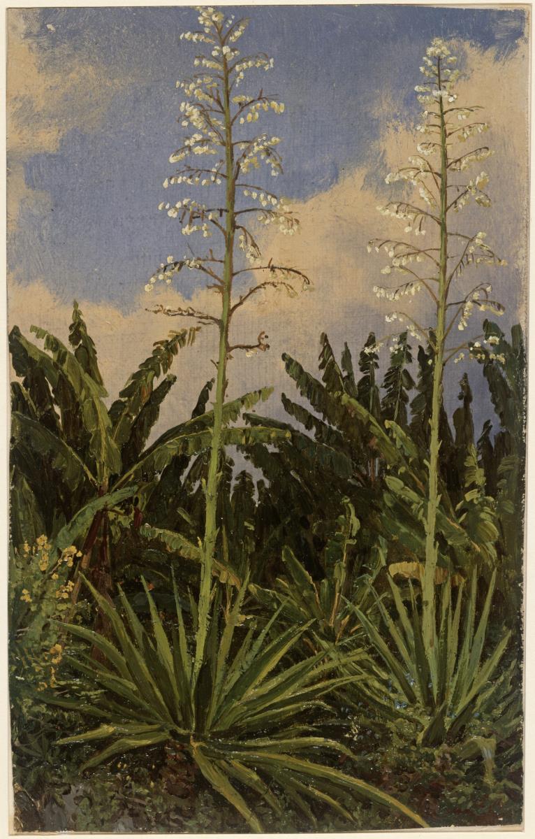 Pflanzenstudie. Yucca acaulis in Mérida
