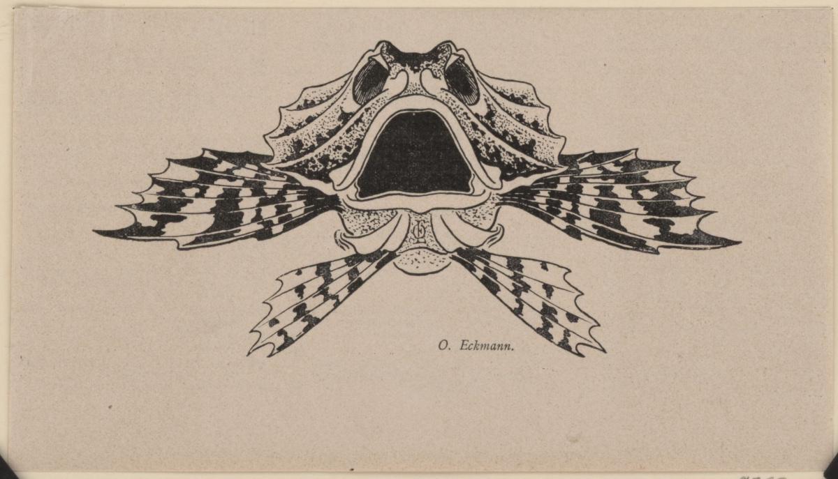 Schlußvignette Fisch
