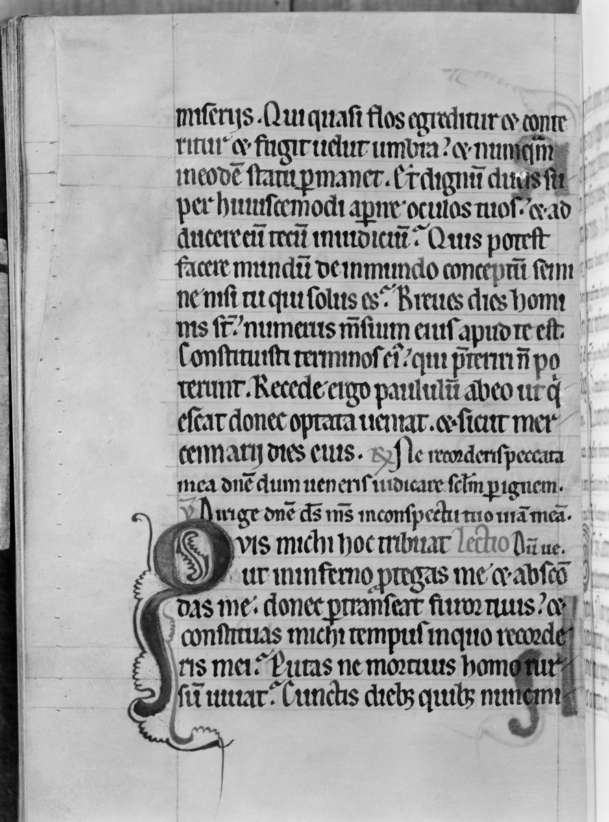 Textseite. Thüringisch-sächsisches Psalterium