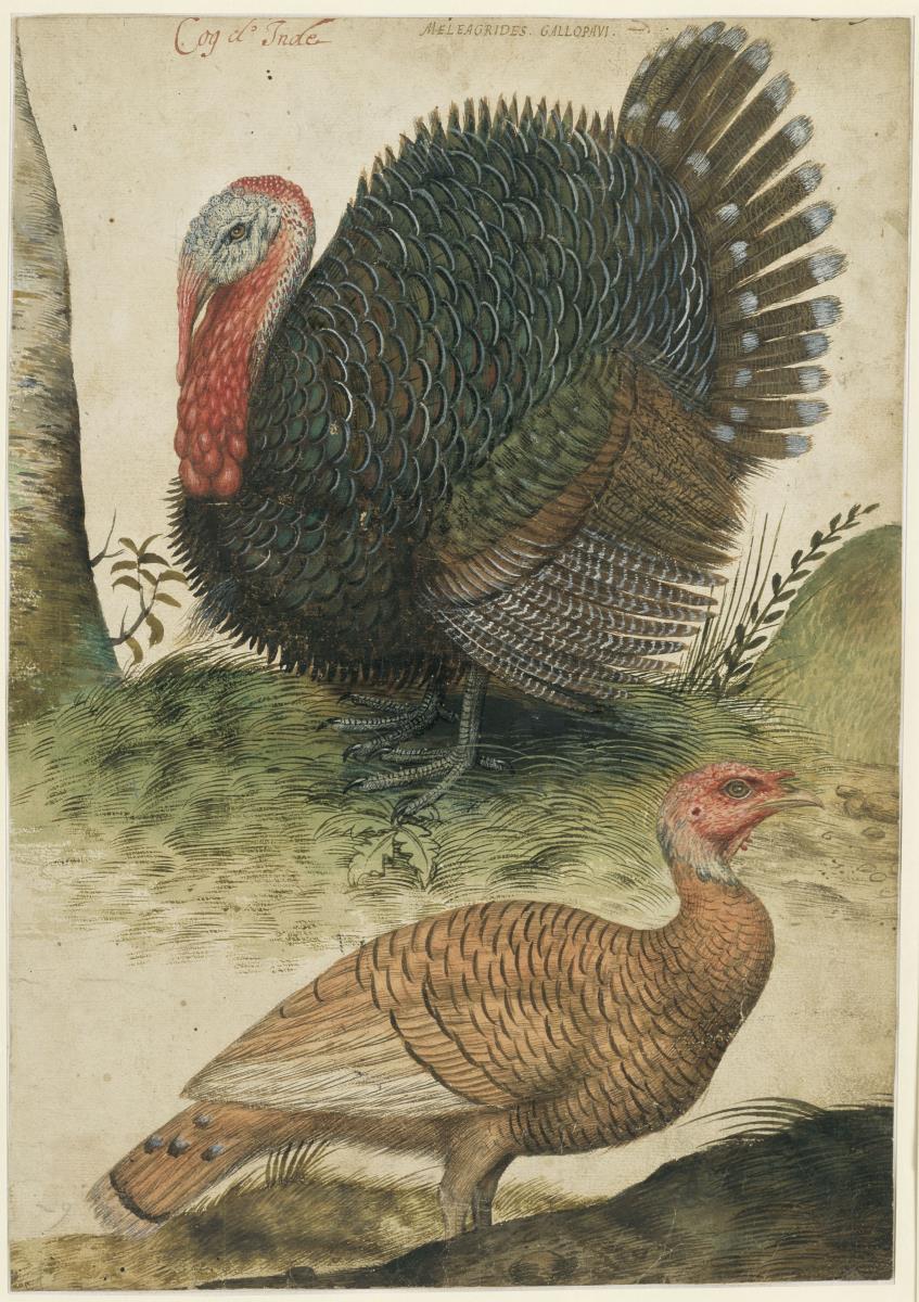 Truthahn und Henne