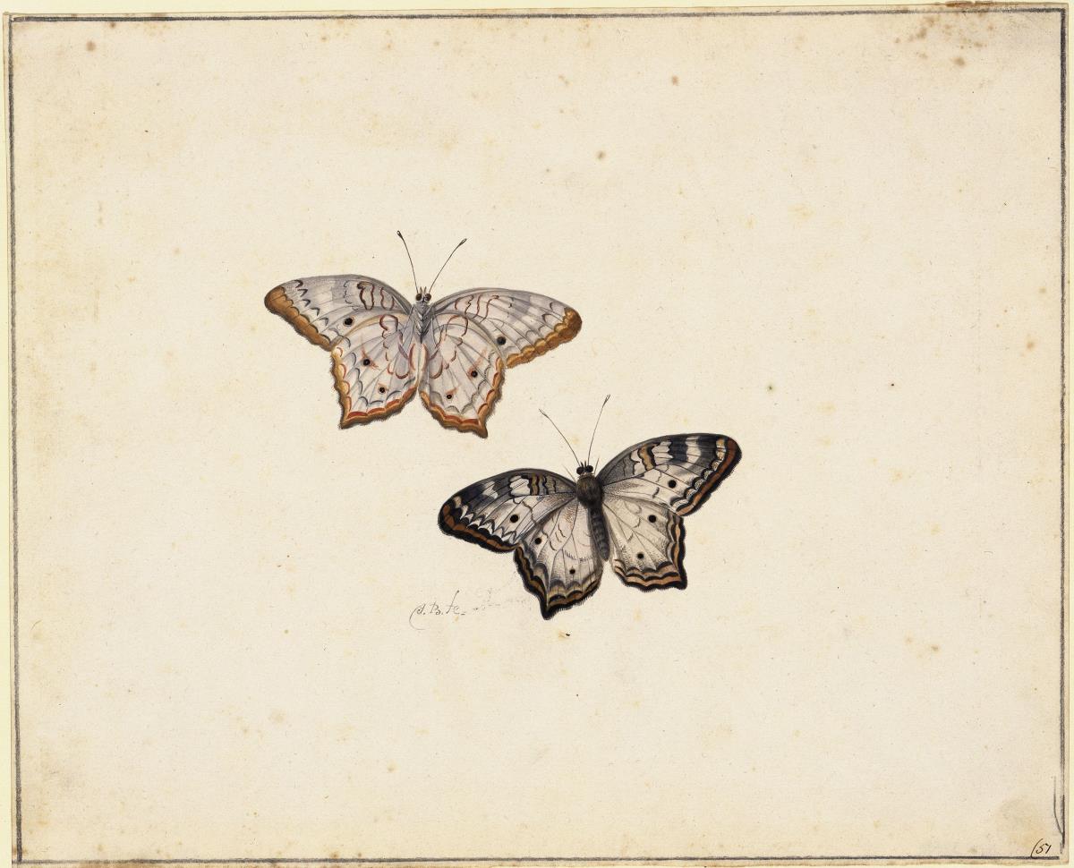 Ein Schmetterling in Ober- und in Unteransicht