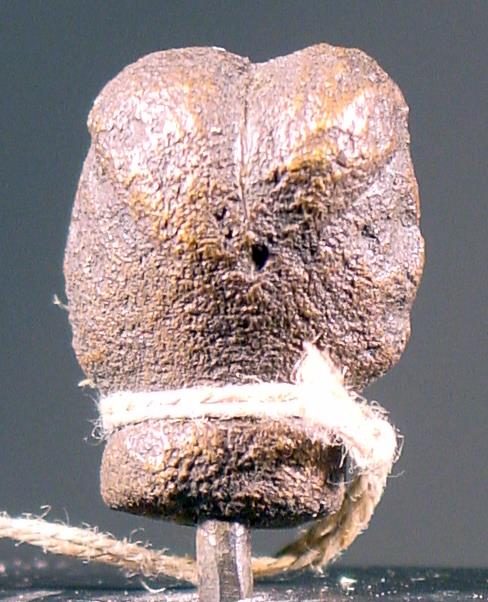 Bekrönungsornament: Weiblicher Doppelkopf