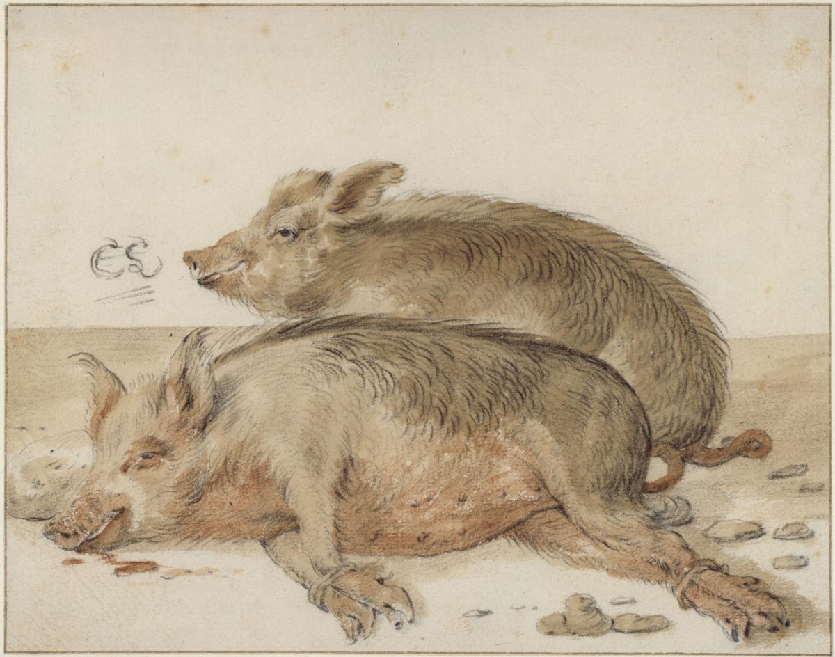 Zwei Schweine