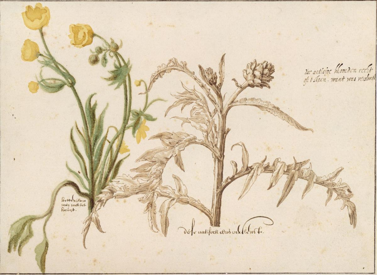 Pflanzenstudie: Butterblume und Artischocke