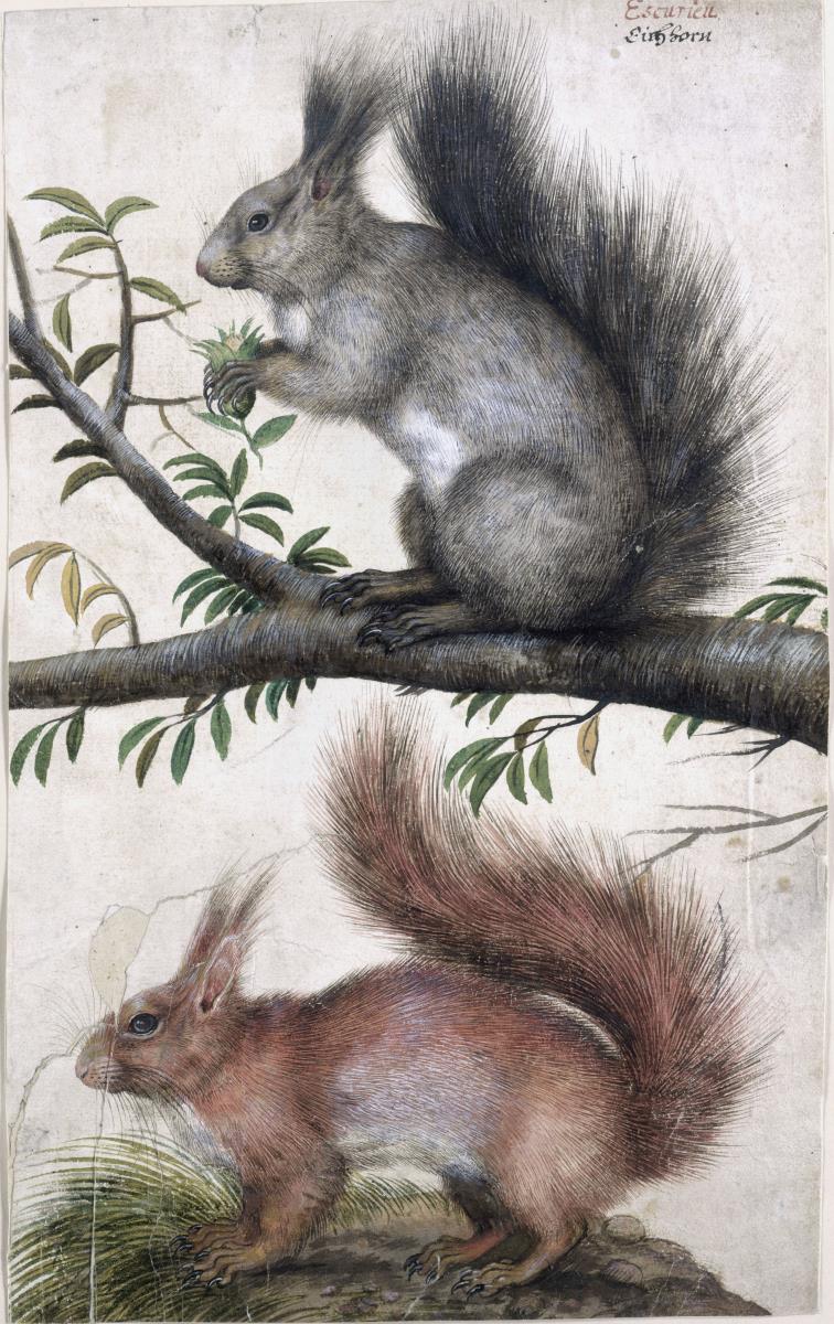 Zwei Eichhörnchen