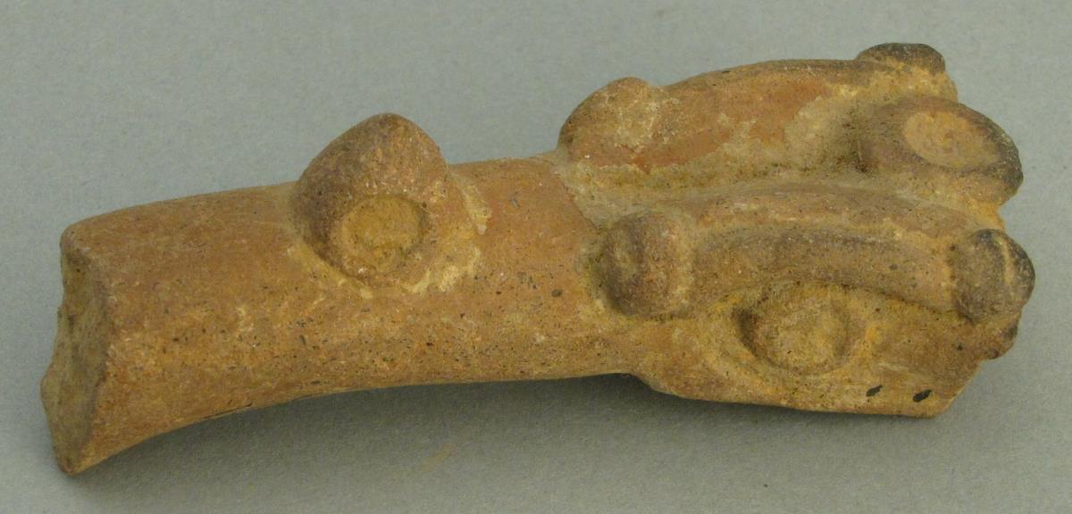 "Teil eines Reptilkopfes"