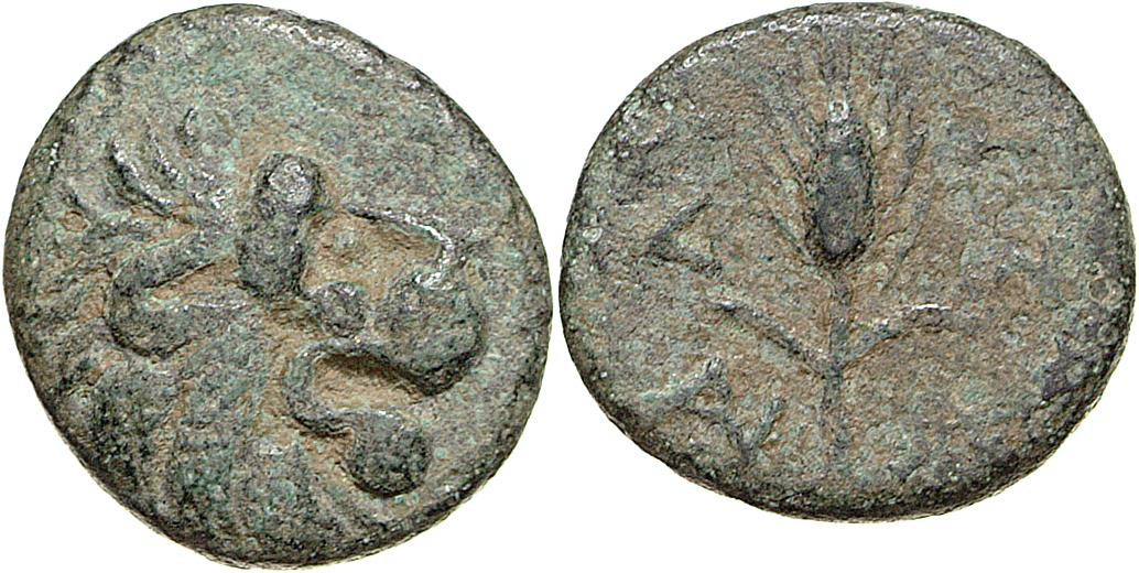 Lysimacheia