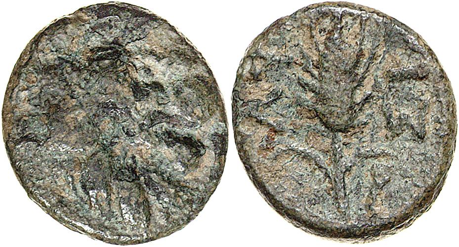 Lysimacheia