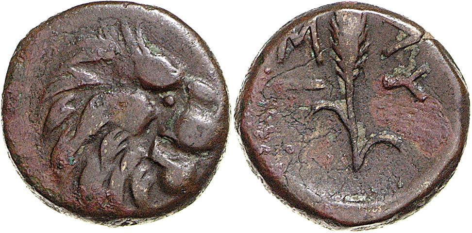 Lysimacheia