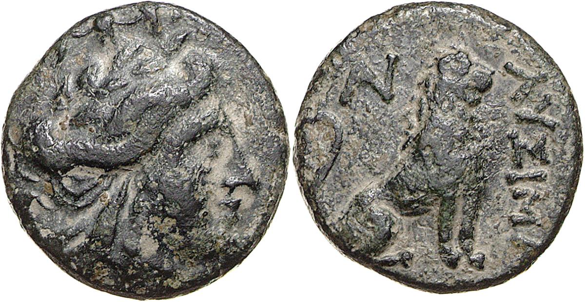 Lysimacheia