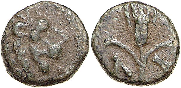 Lysimacheia