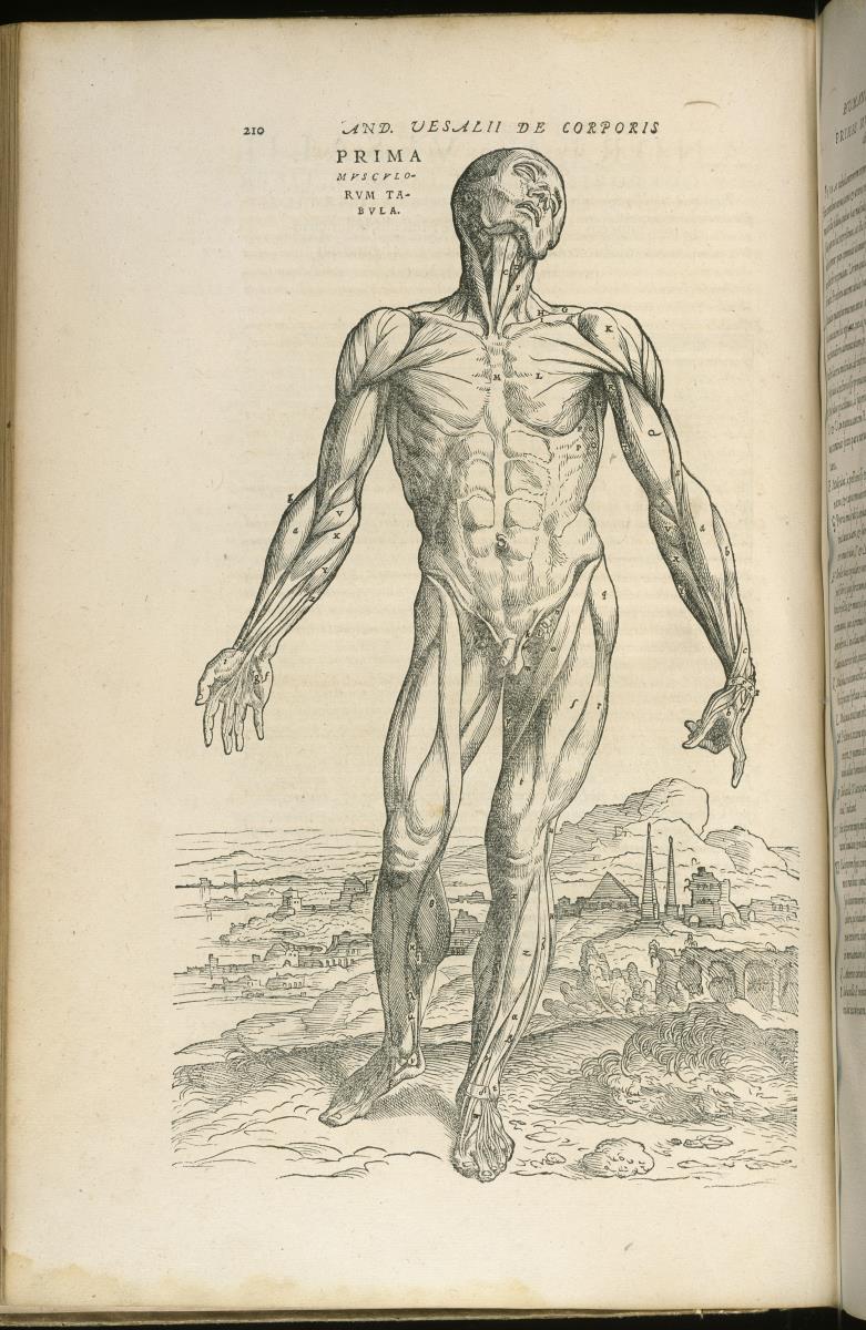 Andreas Vesalius. De humani corporis fabrica libri septem. Prima musculorum tabula
