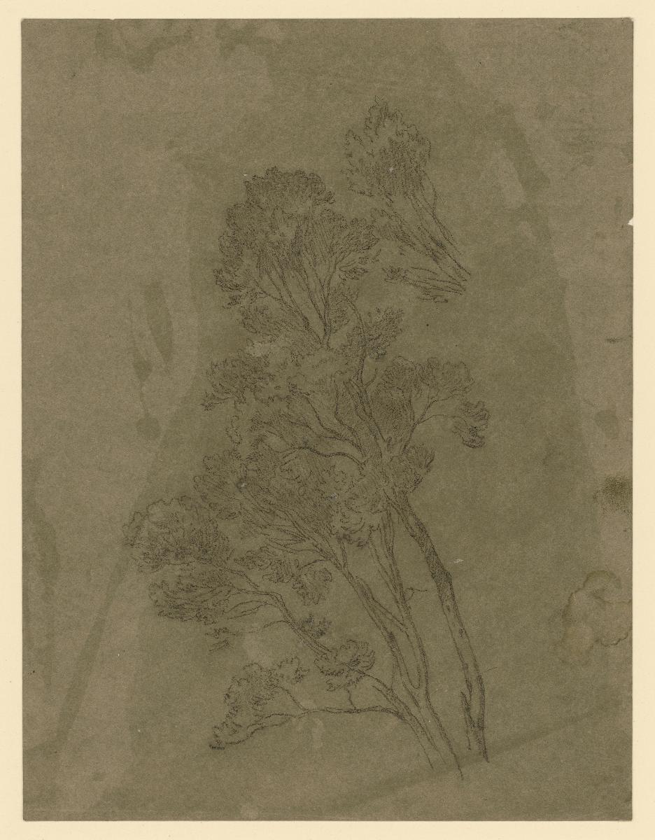 Olivenbaumstudie