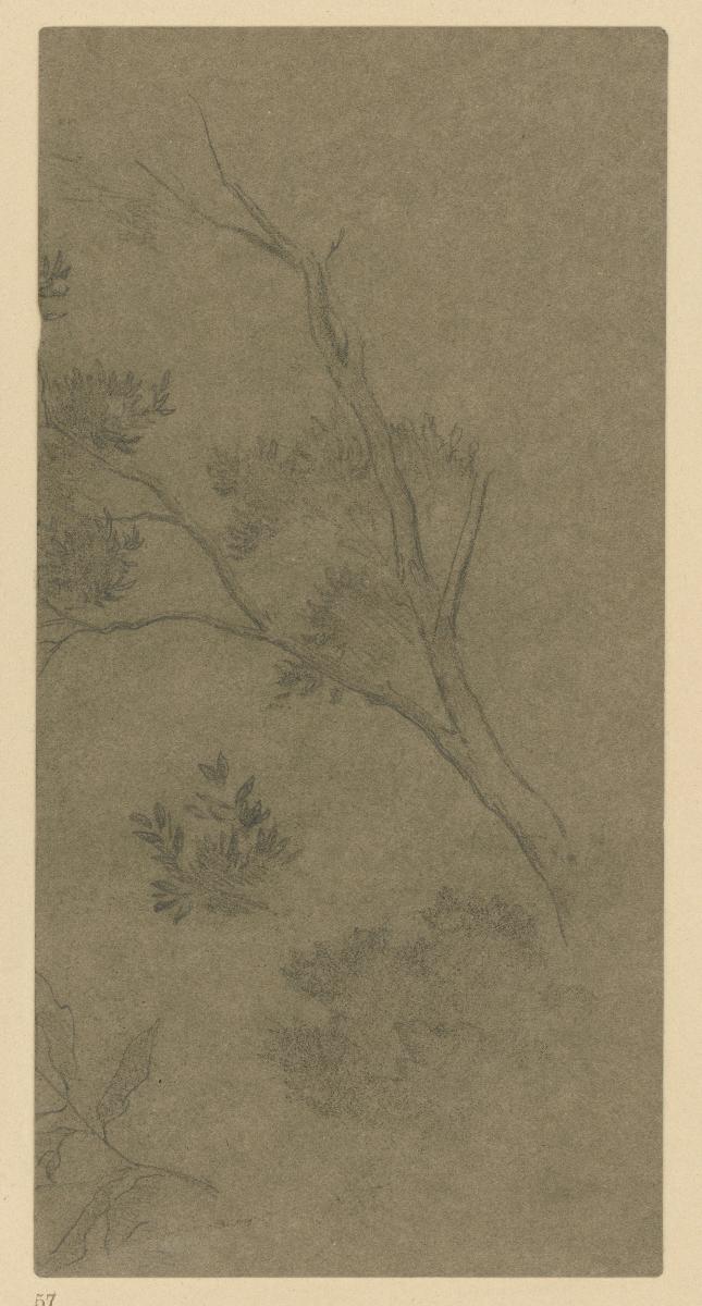 Olivenzweig