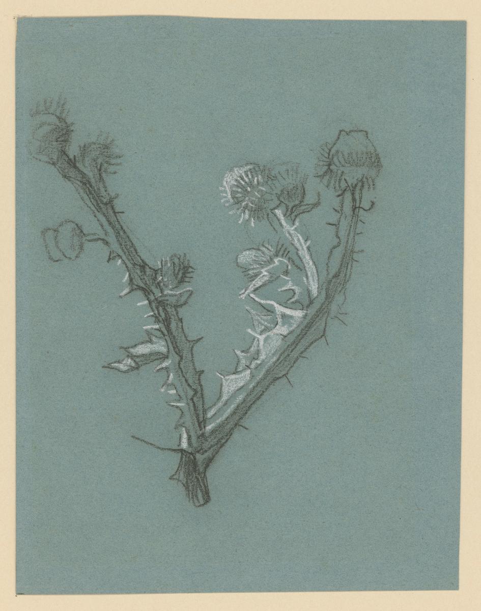 Distel