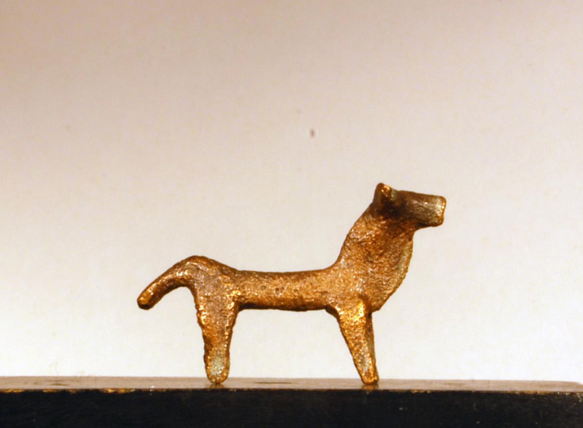 Rind (Stier)