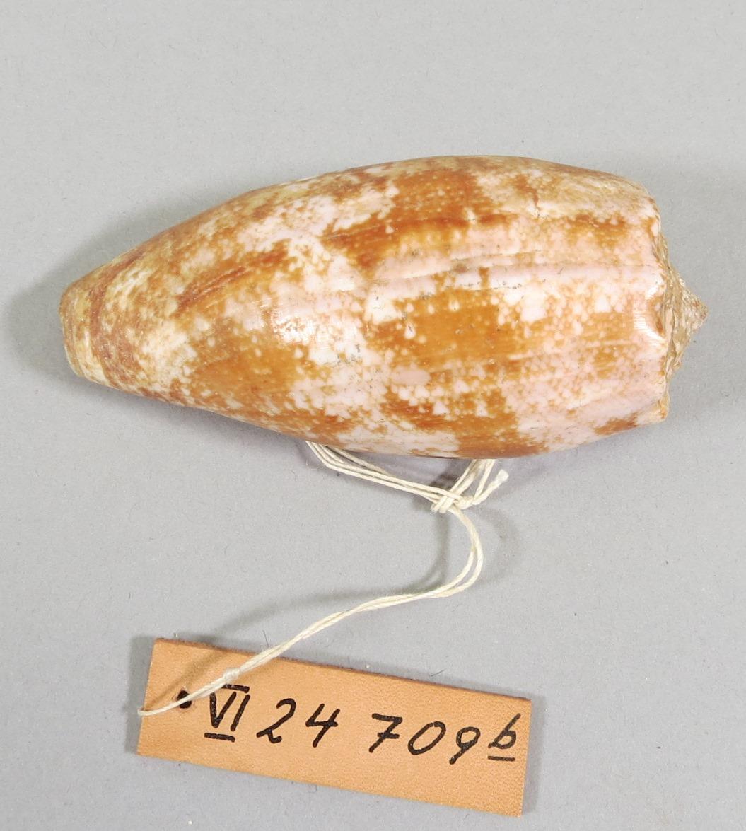 Conus (Nubccula) geographicus L.