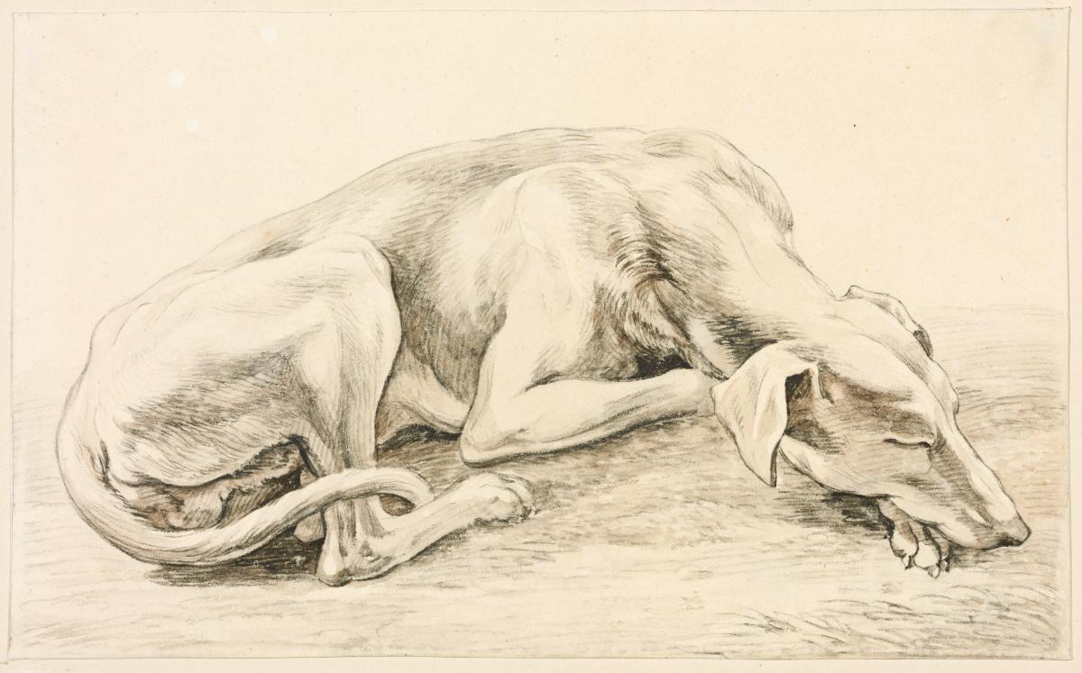Schlafender Windhund