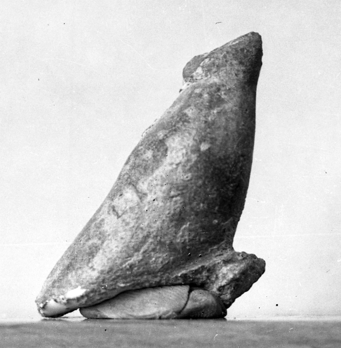 Fragment eines Penis (Fragment einer Bronzestatue)