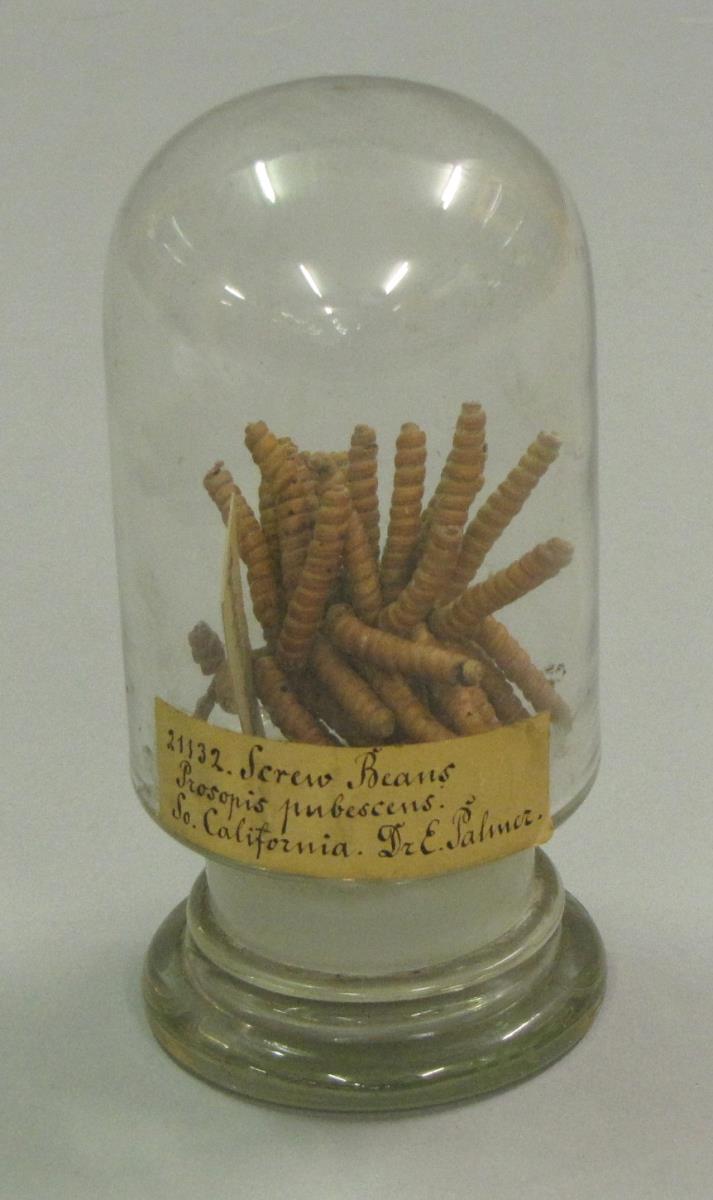 Prosopis pubescens