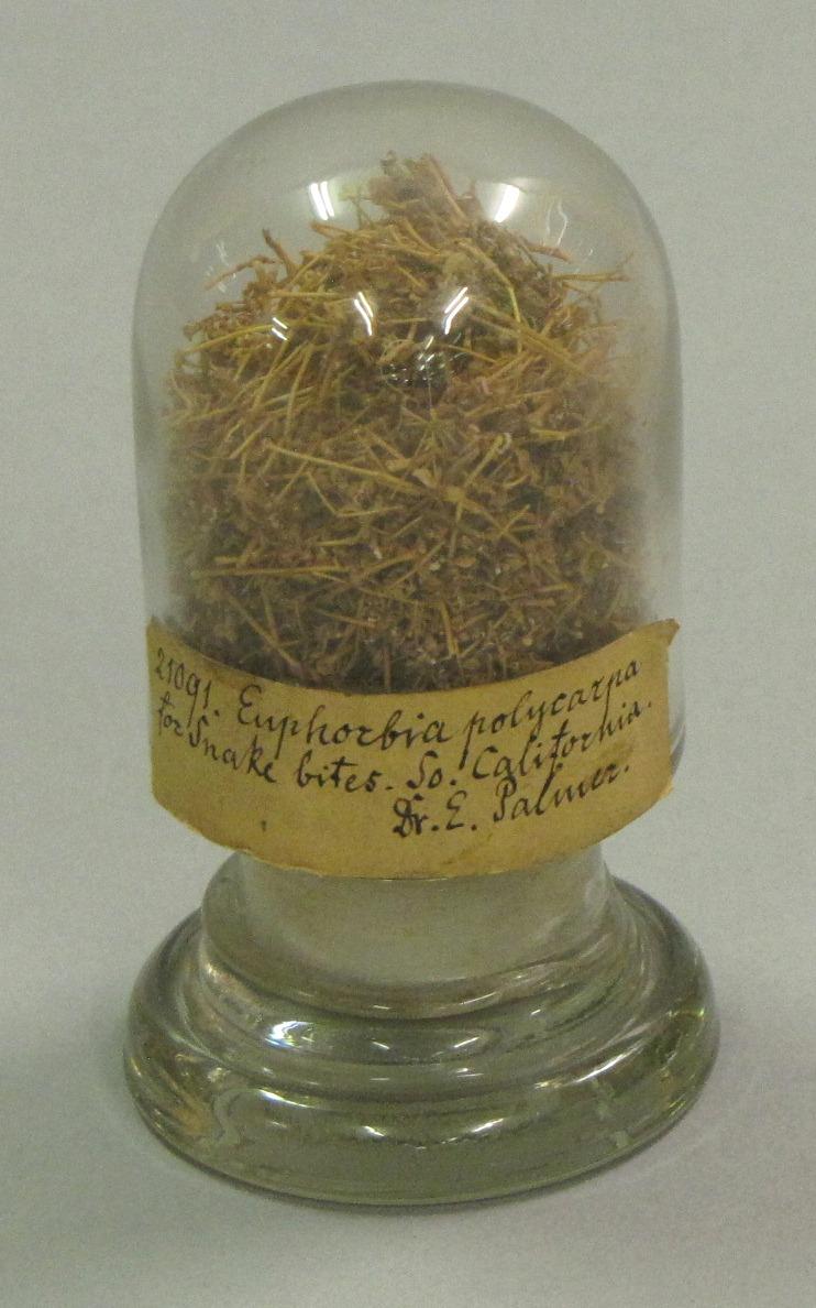 euphorbia policarpa
