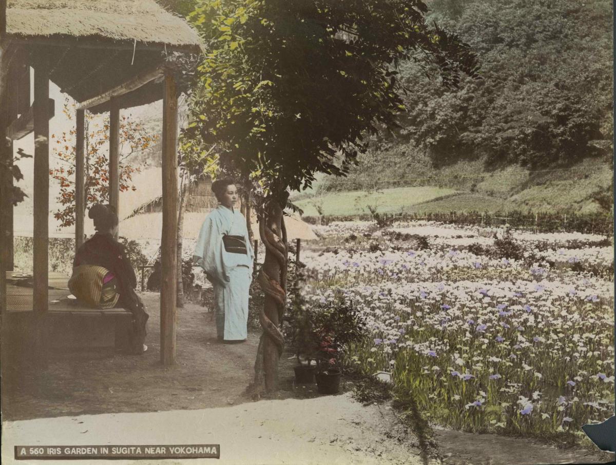 "Iris-Garten in Sugita"