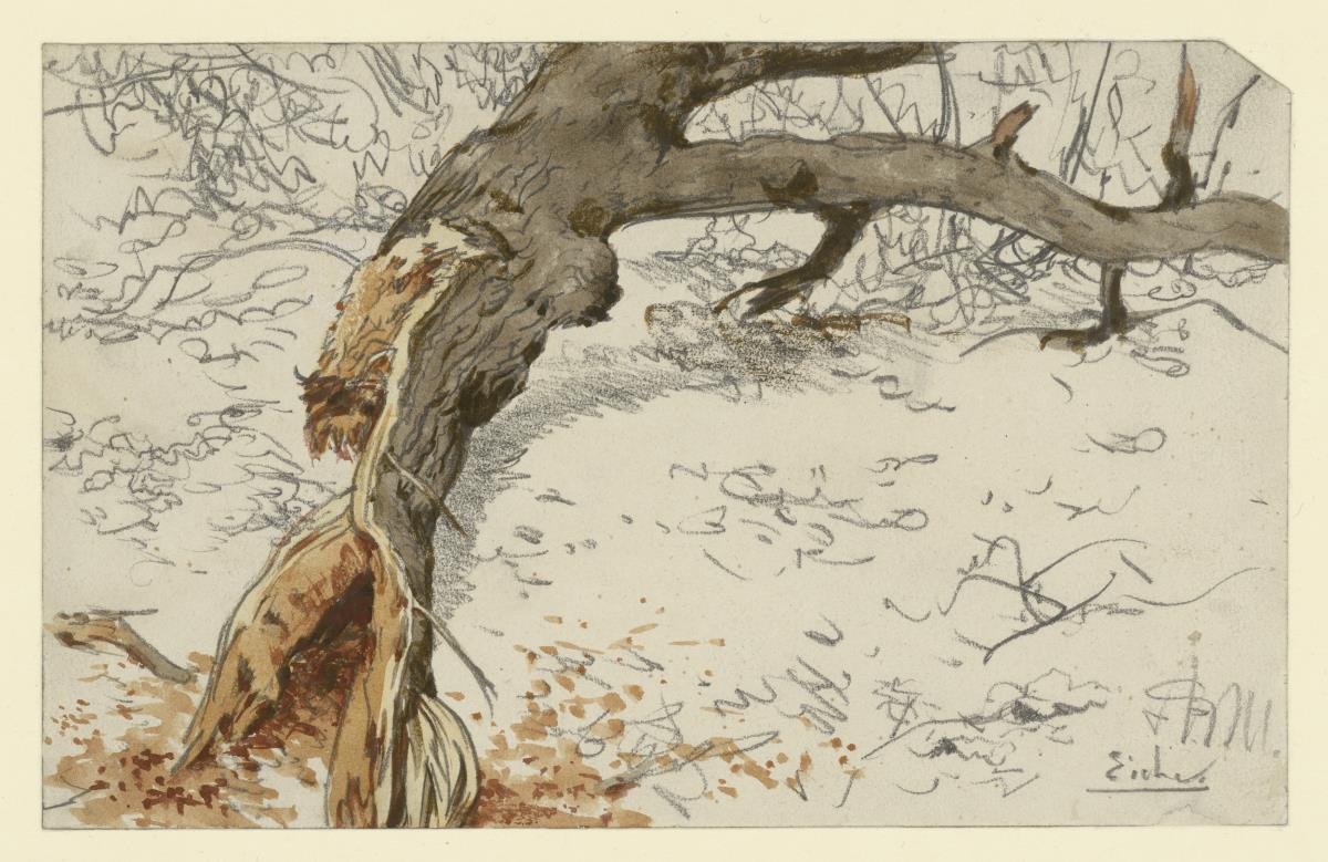Umgestürzter Baum mit Ästen und Laub