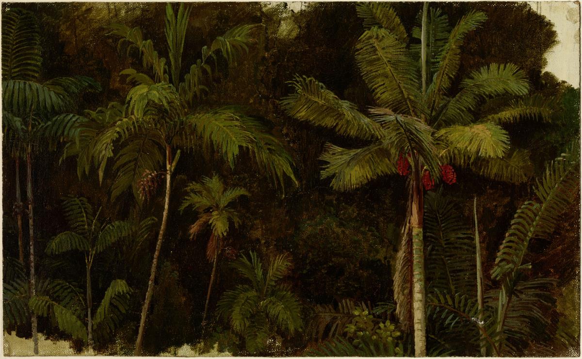 Palmenstudien. Stämme zur Hälfte auf dunklem Grund. Palmiche sera und Palmiche blanca