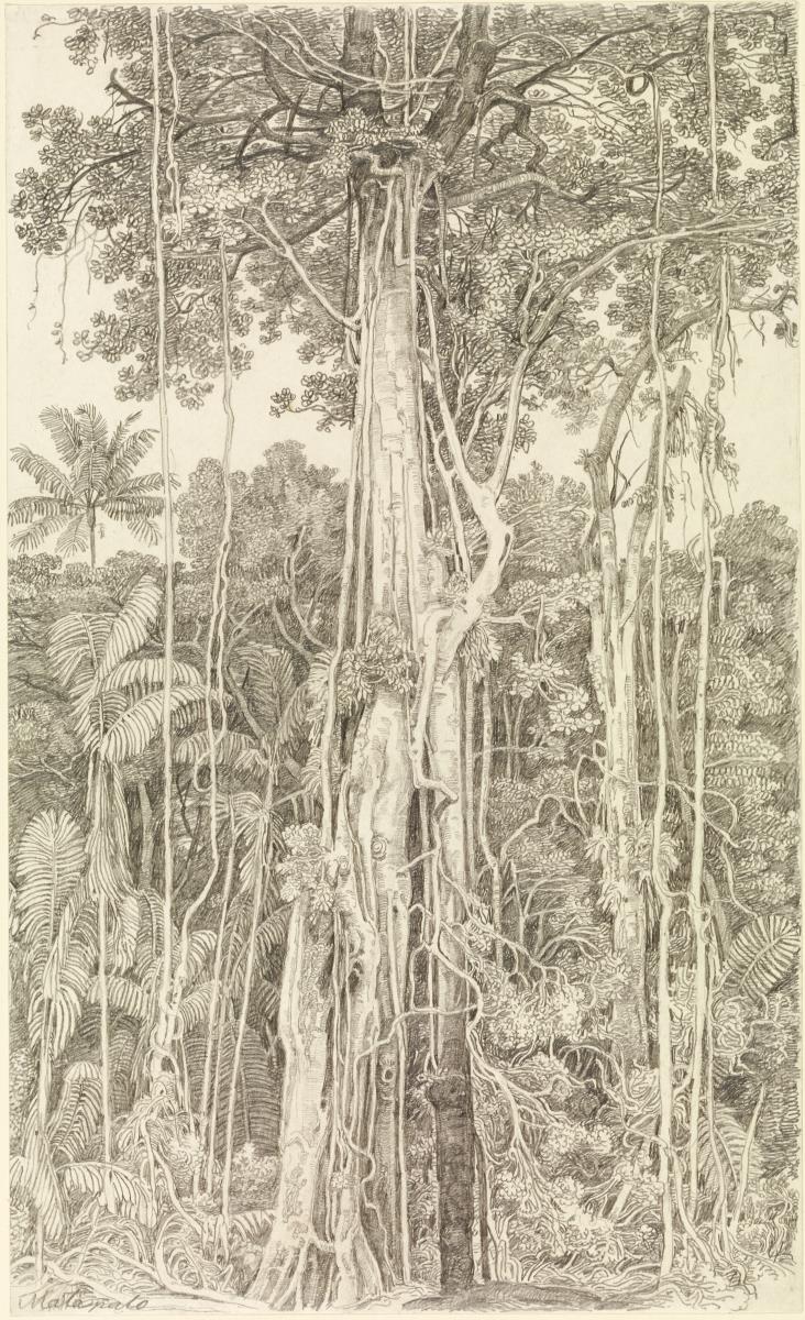 Blick in einen Urwald. Matapalo