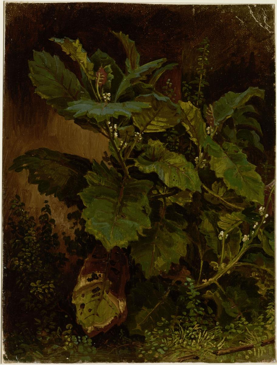 Blattpflanze mit weißen Blüten auf dunklem Grund. Solanum angulatum
