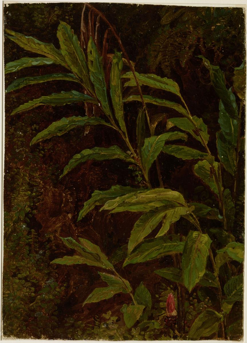 Blattpflanzen, vorn eine rote Blüte, auf dunklem Grund