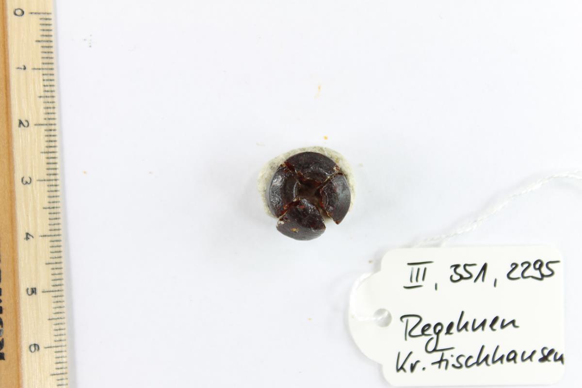 Bernsteinperle